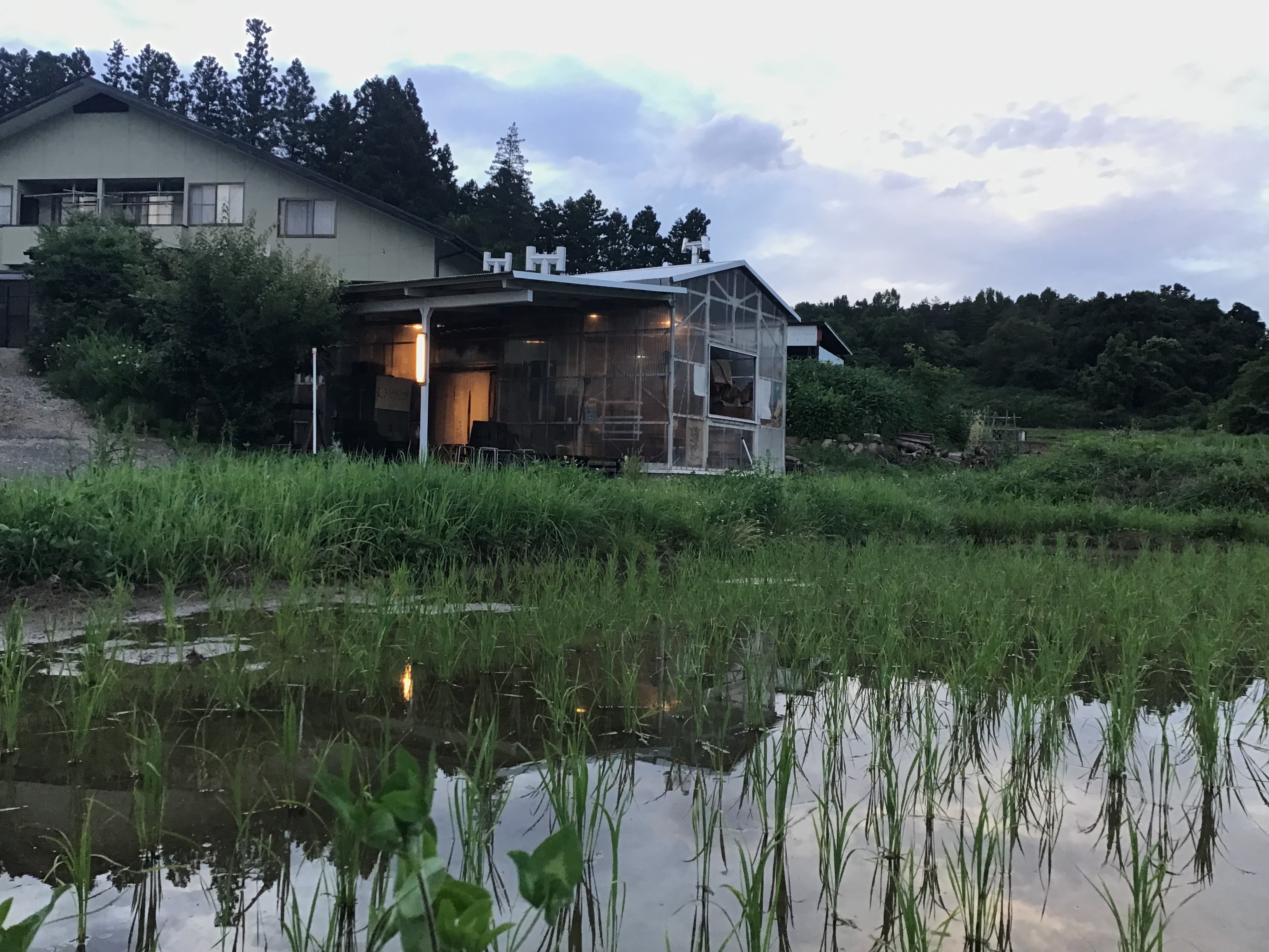 店の前の田んぼ